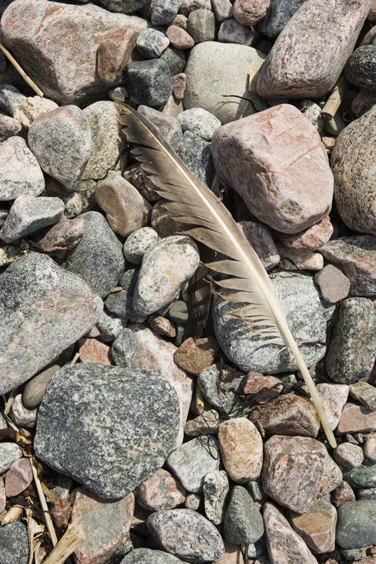 无人,竖图,俯视,室外,特写,白天,石头,羽毛,一堆,一根,许多,阴影,堆叠,堆积,轻盈,柔软,光线,石子,影子,阳光,堆,轻柔,石块,岩石,彩图,高角度拍摄