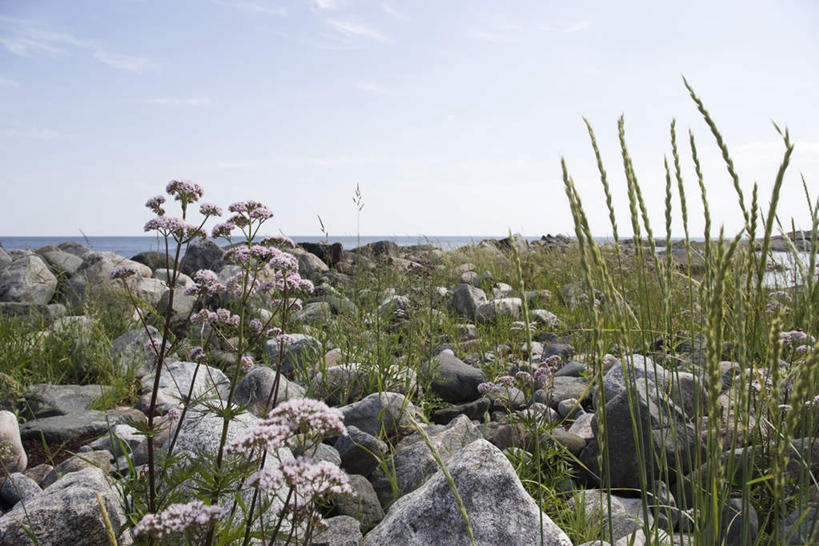 无人,横图,室外,白天,正面,石头,美景,植物,许多,盛开,石子,景观,云,云朵,草药,药草,云彩,中药,花,花瓣,花朵,花卉,鲜花,蓝色,紫色,白云,蓝天,天空,自然,天,花蕊,景色,自然风光,药材,中草药,中药材,本草,止痛,镇静,安眠,安神,缬草,欧缬草,石块,岩石,彩图