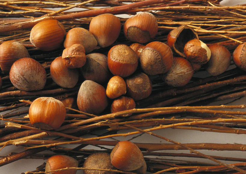 无人,横图,俯视,室内,特写,白天,植物,餐桌,桌子,静物,一堆,许多,堆叠,堆积,枯萎,坚果,枯草,果实,草,黄色,干果,餐台,堆,榛子,山板栗,彩图,高角度拍摄