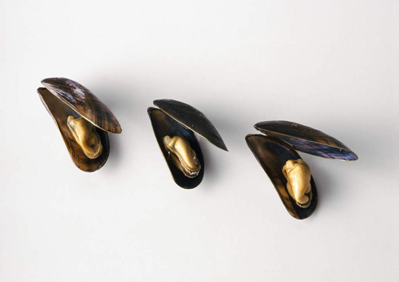 海鲜,无人,横图,俯视,室内,特写,白天,餐桌,桌子,静物,一排,整齐,水产,排列,三个,摄影,影棚,餐台,队列,海产品,贻贝,淡菜,壳菜,青口,彩图,高角度拍摄,影棚拍摄,拍摄