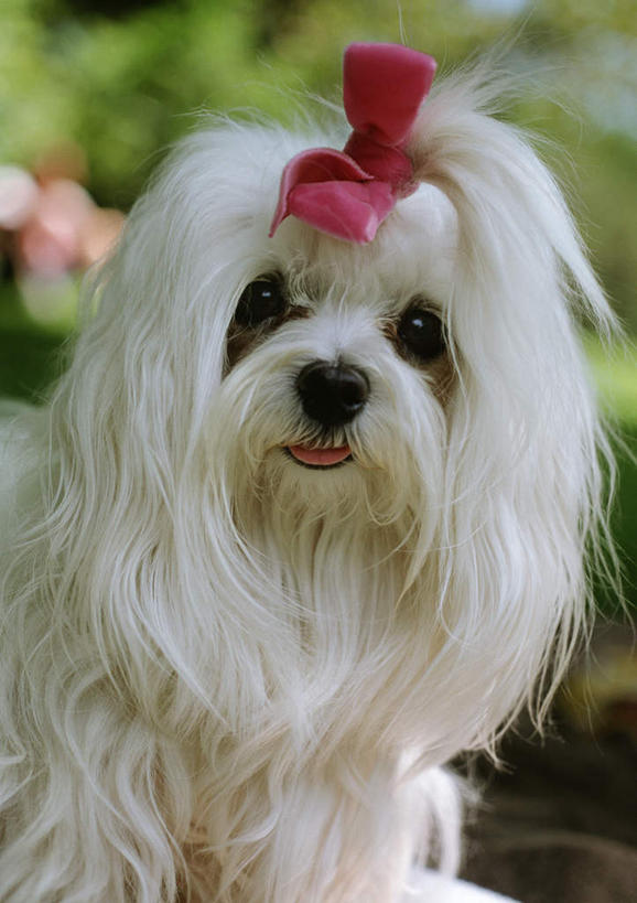 无人,坐,竖图,室内,白天,正面,植物,宠物,狗,朦胧,模糊,树,树木,一只,绿色,白色,自然,动物,可爱,玛尔济斯犬,生长,成长,忠诚,马尔济斯犬,马尔济斯狗,马尔他犬,马耳他岛猎犬,玛尔济斯狗,犬,坐着,半身,彩图