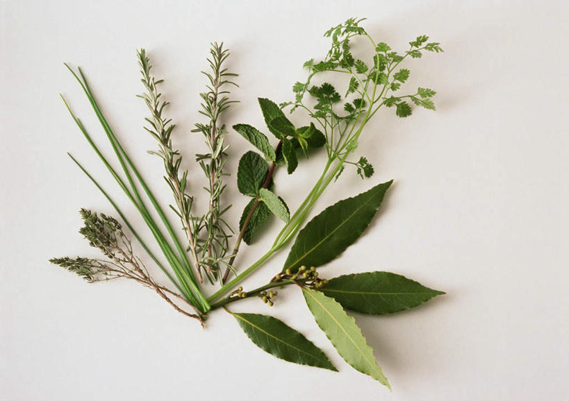 无人,横图,俯视,室内,特写,白天,白色背景,植物,餐桌,桌子,静物,许多,香菜,调料,草药,药草,调味品,调味料,中药,绿色,摄影,影棚,餐台,迷迭香,药材,中草药,胡菜,香荽,原荽,园荽,芫荽,中药材,本草,海洋之露,彩图,高角度拍摄,影棚拍摄,拍摄