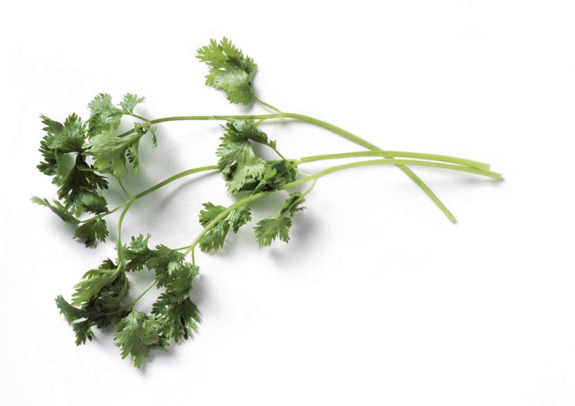 无人,横图,俯视,室内,特写,白天,白色背景,餐桌,桌子,蔬菜,静物,叶子,新鲜,香菜,生食,食品,绿叶,食物,嫩叶,摄影,有机食品,绿色食品,影棚,餐台,胡菜,香荽,原荽,园荽,芫荽,叶,叶片,彩图,高角度拍摄,影棚拍摄,拍摄