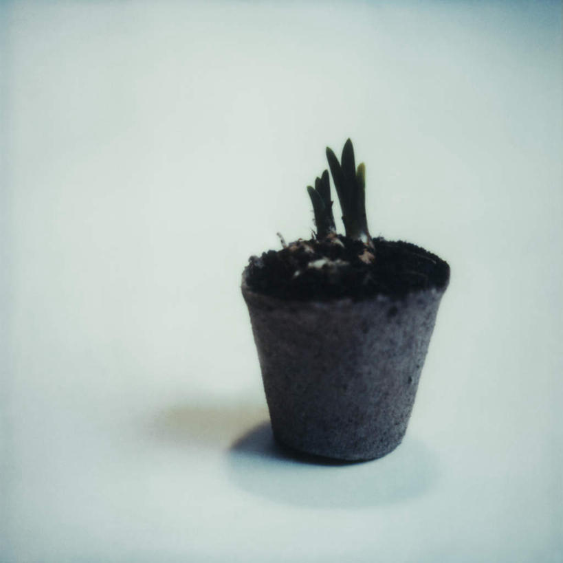 无人,方图,俯视,室内,特写,白天,白色背景,静物,花盆,朦胧,模糊,盆栽,陶瓷,泥土,盆景,陶瓷制品,一个,摄影,影棚,单个,彩图,高角度拍摄,影棚拍摄,拍摄