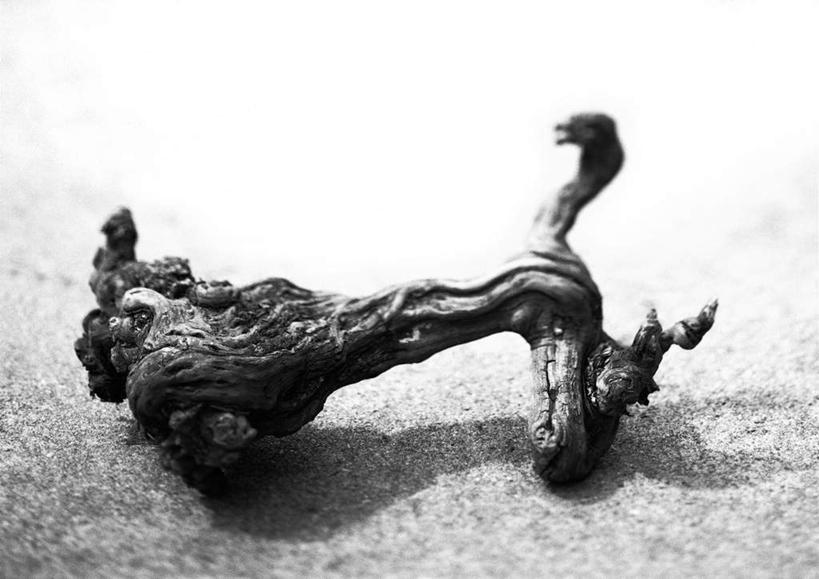 无人,横图,俯视,黑白,室内,特写,白天,静物,阴影,枯萎,反射,光线,木材,木头,影子,枯枝,树根,根,地面,一个,摄影,木料,影棚,单个,高角度拍摄,影棚拍摄,拍摄