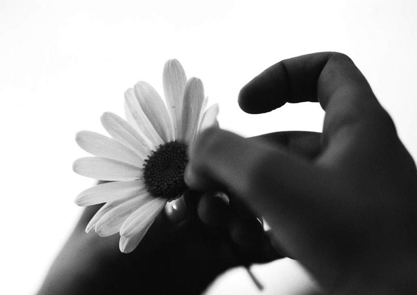 手,拉,横图,黑白,室内,特写,白天,白色背景,正面,植物,握,阴影,盛开,反射,光线,影子,非洲菊,拿,拿着,花,花瓣,花朵,花卉,鲜花,一朵,花蕊,手部,菊花,握着,摄影,影棚,扯,秋英,扶郎花,灯盏花,千日菊,半身,影棚拍摄,拍摄