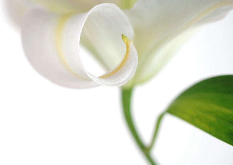 无人,横图,室内,特写,白天,白色背景,正面,植物,百合花,盛开,花,花瓣,花朵,花卉,鲜花,一朵,白色,花蕊,摄影,影棚,强瞿,百合蒜,倒仙,番韭,山丹,彩图,影棚拍摄,拍摄