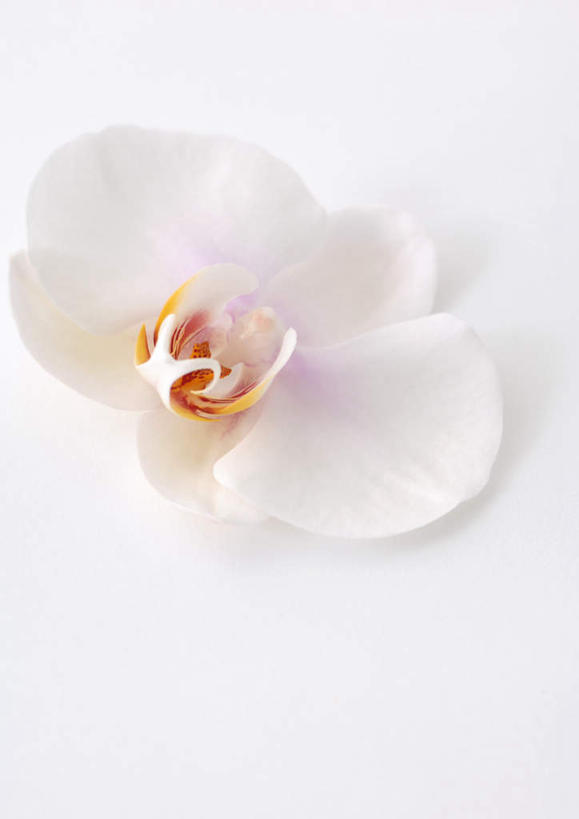 无人,竖图,室内,特写,白天,白色背景,正面,幸福,纯洁,植物,桌子,蝴蝶兰,盛开,办公桌,美丽,花,花瓣,花朵,花卉,鲜花,一朵,白色,花蕊,摄影,影棚,初恋,蝶兰,兰中皇后,彩图,影棚拍摄,拍摄