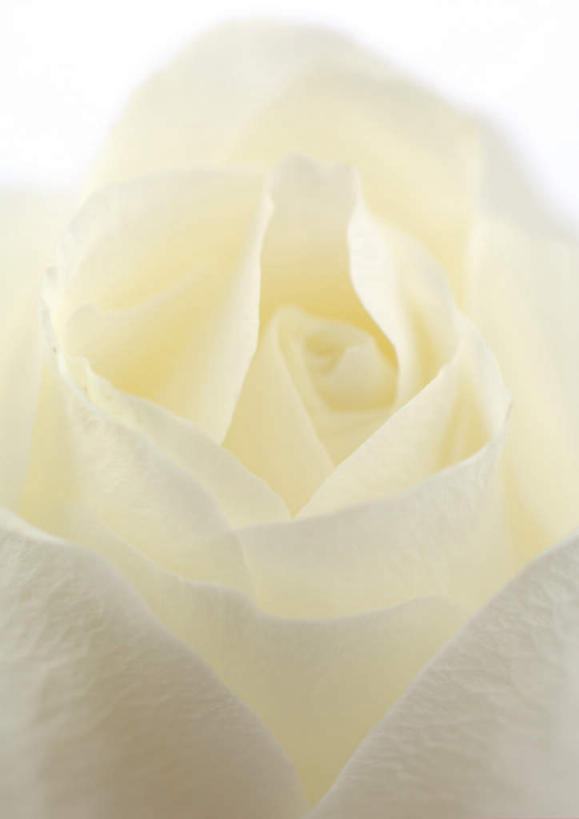 无人,竖图,俯视,室内,特写,白天,白色背景,爱情,幸福,纯洁,热情,植物,玫瑰,盛开,玫瑰花,浪漫,花,花瓣,花朵,花卉,鲜花,一朵,白色,花蕊,温暖,温馨,恩爱,摄影,影棚,和睦,感动,尊敬,天真,刺玫花,徘徊花,彩图,高角度拍摄,影棚拍摄,拍摄,融洽