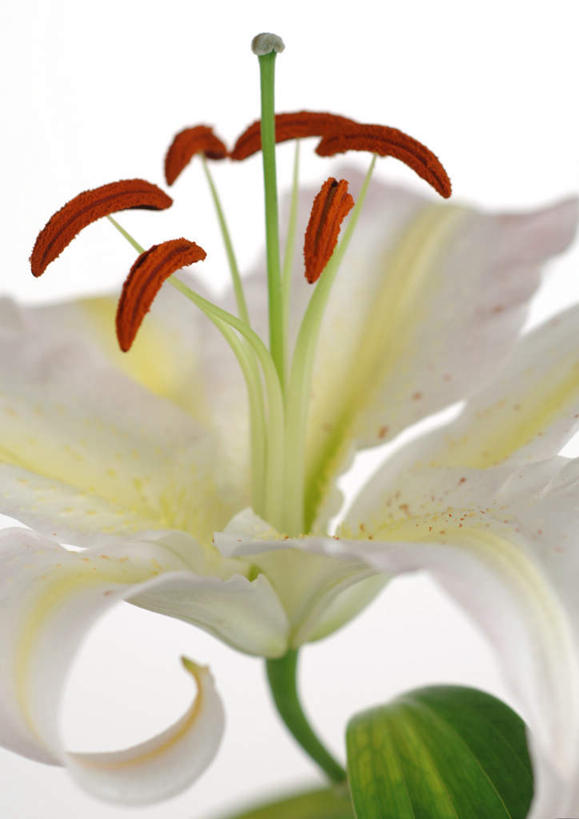 无人,竖图,室内,特写,白天,白色背景,正面,植物,百合花,盛开,花,花瓣,花朵,花卉,鲜花,一朵,白色,花蕊,摄影,影棚,强瞿,百合蒜,倒仙,番韭,山丹,彩图,影棚拍摄,拍摄