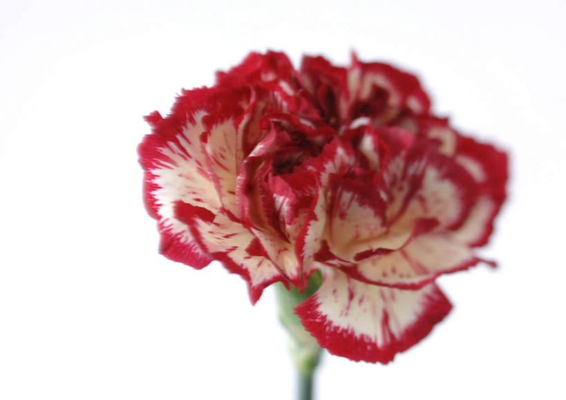 无人,横图,室内,特写,白天,白色背景,正面,植物,康乃馨,盛开,花,花瓣,花朵,花卉,鲜花,一朵,红色,花蕊,摄影,影棚,麝香石竹,石竹,香石竹,彩图,影棚拍摄,拍摄