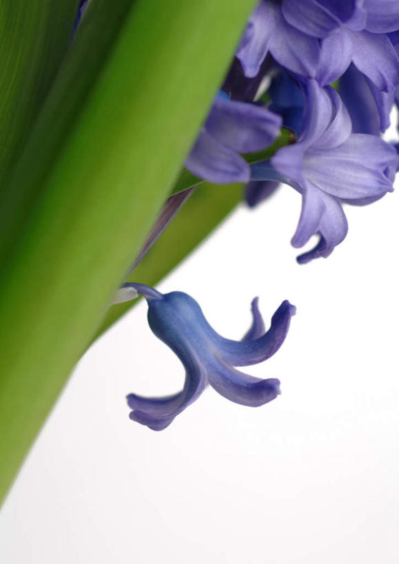 无人,竖图,俯视,室内,特写,白天,白色背景,爱情,植物,风信子,许多,盛开,茎,花,花瓣,花朵,花卉,鲜花,蓝色,花蕊,摄影,影棚,悲伤,喜悦,怀念,悲哀,彩图,高角度拍摄,影棚拍摄,拍摄