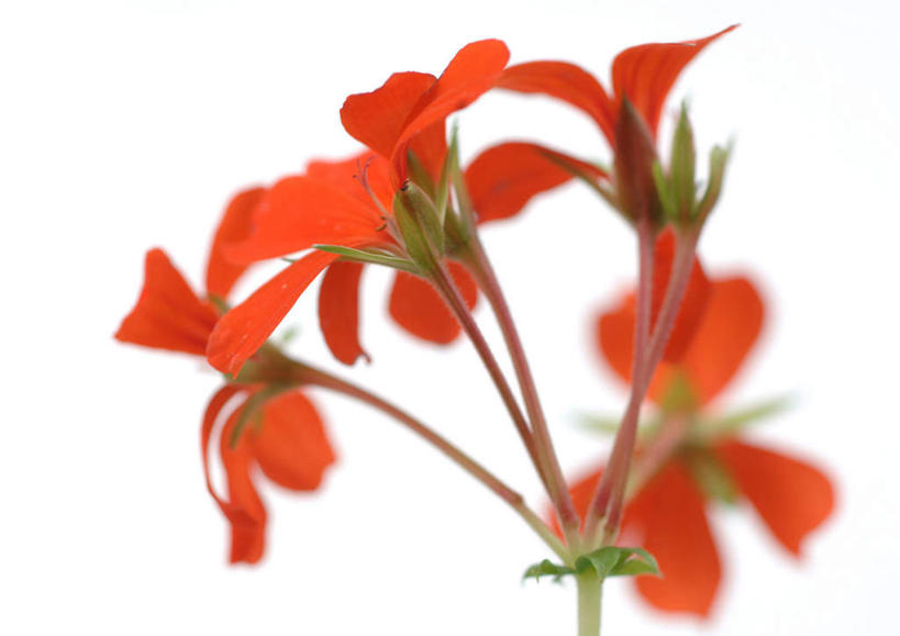 无人,横图,室内,特写,白天,白色背景,正面,植物,许多,朦胧,模糊,盛开,花,花瓣,花朵,花卉,鲜花,红色,花蕊,摄影,影棚,洋绣球,天竺葵,驱蚊草,日烂红,入腊红,石腊红,洋葵,彩图,影棚拍摄,拍摄