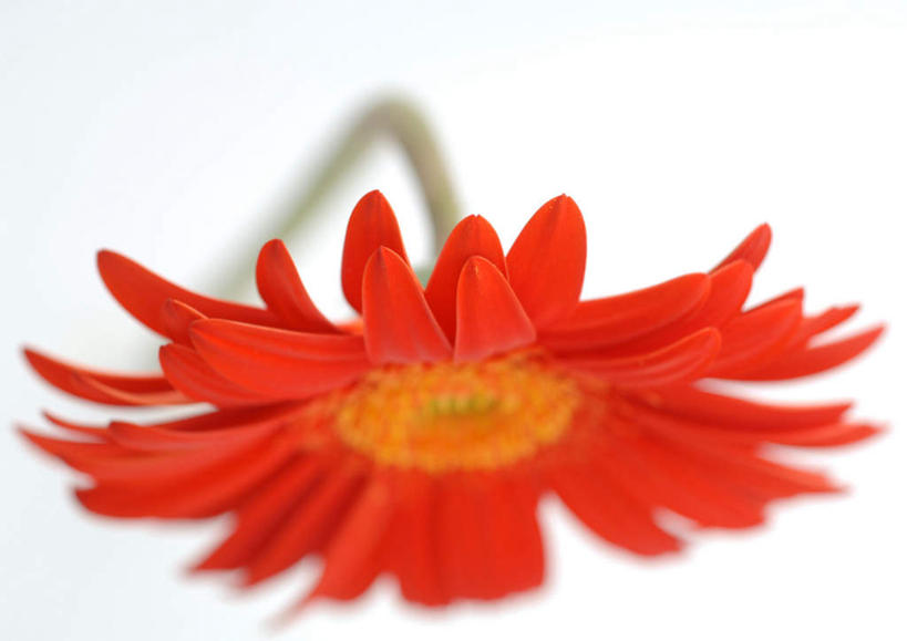 无人,横图,室内,特写,白天,白色背景,正面,植物,朦胧,模糊,盛开,非洲雏菊,玛格丽特,雏菊,花,花瓣,花朵,花卉,鲜花,一朵,红色,花蕊,菊花,摄影,影棚,延命菊,幸福花,春菊,马兰头花,彩图,影棚拍摄,拍摄