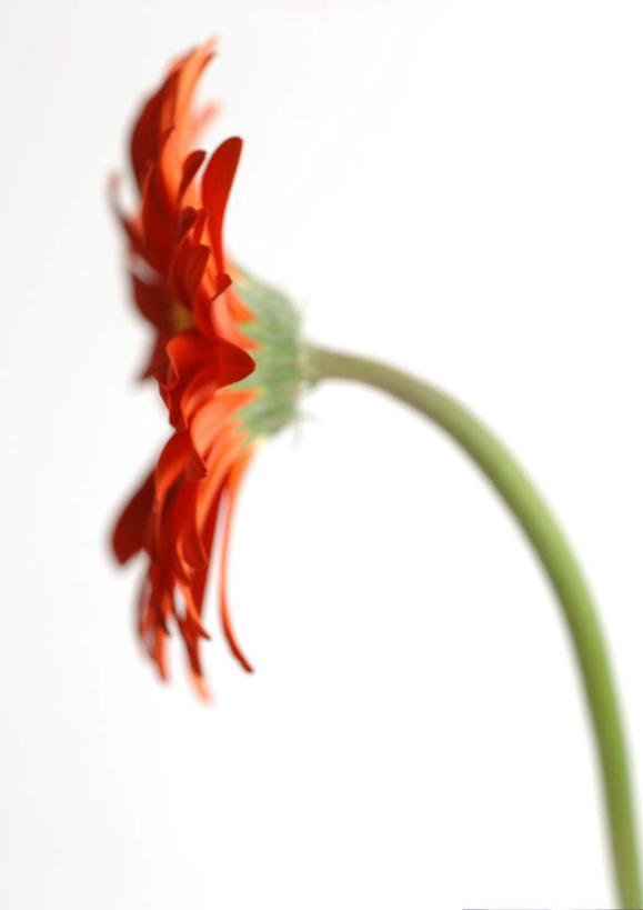 无人,竖图,室内,特写,白天,白色背景,正面,植物,盛开,非洲雏菊,玛格丽特,雏菊,花,花瓣,花朵,花卉,鲜花,一朵,红色,花蕊,菊花,摄影,影棚,延命菊,幸福花,春菊,马兰头花,彩图,影棚拍摄,拍摄