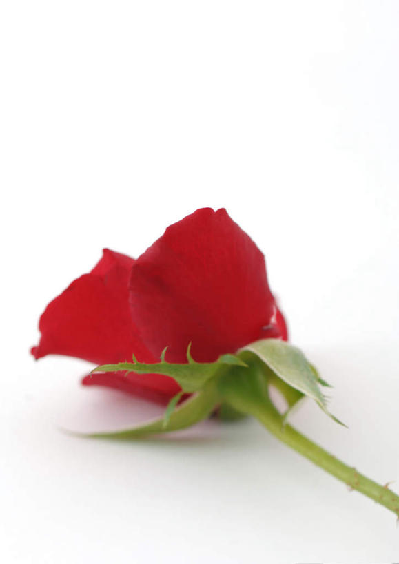 无人,竖图,室内,特写,白天,白色背景,正面,爱情,幸福,纯洁,热情,植物,玫瑰,盛开,玫瑰花,浪漫,花,花瓣,花朵,花卉,鲜花,一朵,花蕊,温暖,温馨,恩爱,摄影,影棚,和睦,感动,尊敬,天真,刺玫花,徘徊花,彩图,影棚拍摄,拍摄,融洽