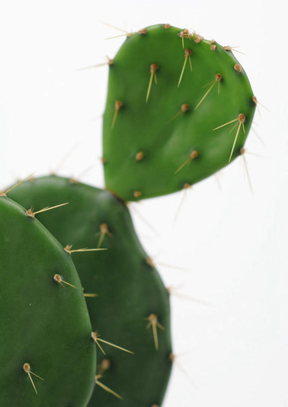 无人,竖图,室内,特写,白天,白色背景,正面,美景,植物,仙人掌,静物,火焰,盆栽,景观,草药,盆景,中药,绿色,自然,景色,摄影,影棚,生长,成长,一盆,自然风光,药材,中草药,中药材,本草,牛舌头,玉芙蓉,仙巴掌,火掌,霸王树,彩图,影棚拍摄,拍摄