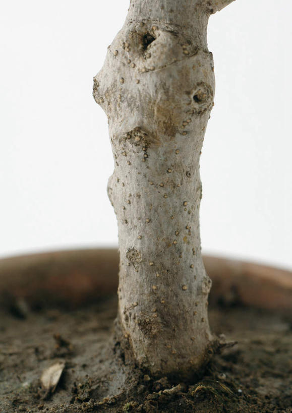 无人,竖图,俯视,室内,特写,白天,白色背景,美景,植物,一棵,景观,树,树干,树木,绿色,自然,景色,摄影,影棚,生长,成长,自然风光,彩图,高角度拍摄,影棚拍摄,拍摄