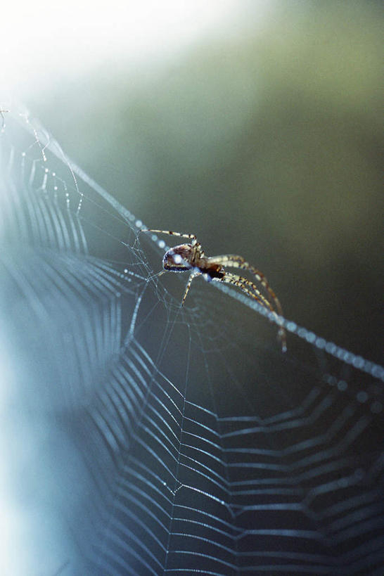 无人,竖图,俯视,室外,白天,美景,朦胧,模糊,昆虫,蜘蛛,蜘蛛网,景观,一只,自然,动物,景色,自然风光,织网,益虫,彩图,高角度拍摄