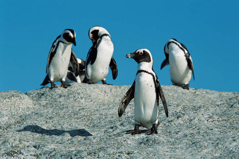 无人,站,横图,室外,白天,仰视,石头,企鹅,野生动物,非洲,南非,四只,阴影,光线,石子,影子,蓝色,蓝天,天空,阳光,动物,天,站着,休息,可爱,栖息,活泼,阿非利加洲,斑嘴环企鹅,非洲企鹅,黑脚企鹅,南非共和国,西开普省,石块,岩石,站立,彩图,低角度拍摄