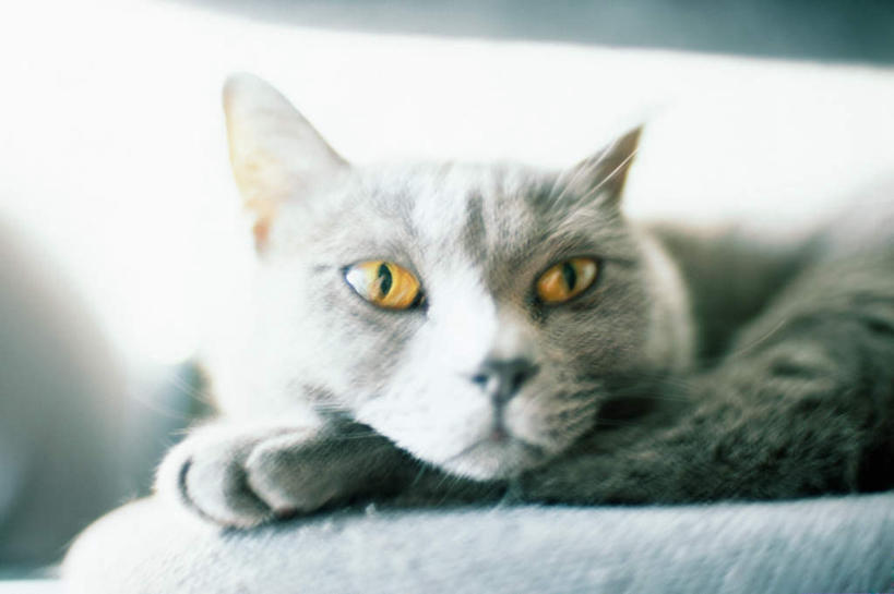 无人,坐,横图,室内,白天,正面,窗户,宠物,猫,朦胧,模糊,注视,玻璃窗,一只,灰色,动物,观察,看,可爱,观看,察看,关注,猫咪,坐着,彩图