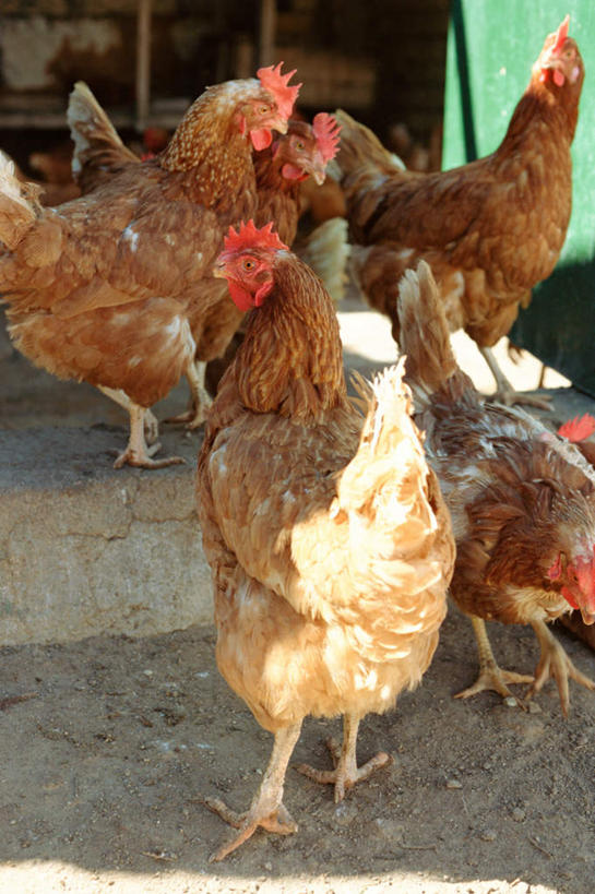 无人,站,竖图,室外,白天,正面,鸡,许多,阴影,光线,影子,家禽,阳光,动物,站着,家畜,牲畜,站立,彩图