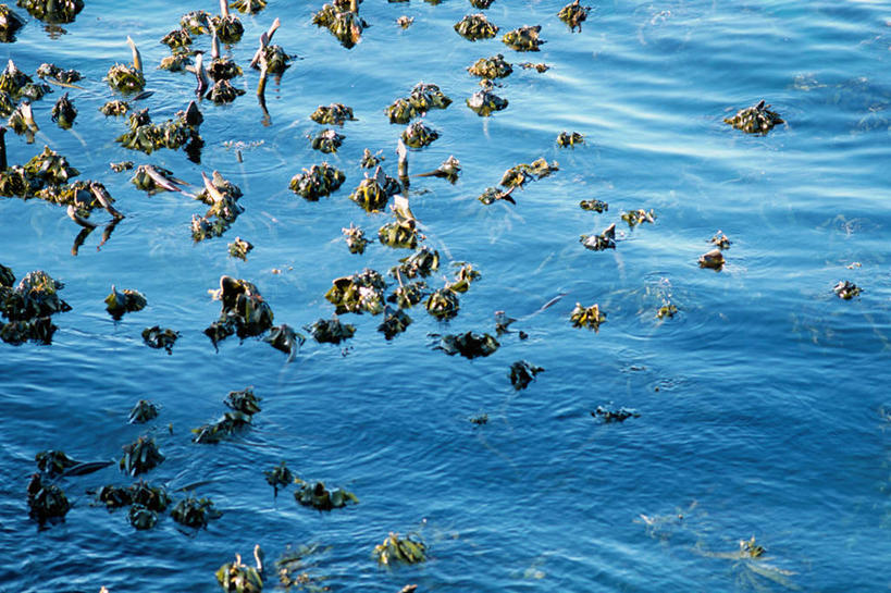 无人,横图,俯视,室外,白天,旅游,度假,美景,非洲,南非,许多,漂浮,景观,娱乐,自然,享受,休闲,景色,放松,海草,自然风光,彩图,高角度拍摄,飘荡