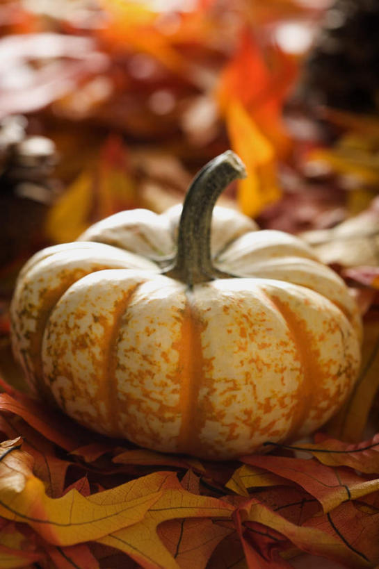 无人,竖图,俯视,室外,特写,白天,南瓜,蔬菜,叶子,节日,朦胧,模糊,庆祝,新鲜,金瓜,食品,枫叶,枯叶,落叶,文化,番瓜,食物,黄色,红色,庆典,有机食品,绿色食品,纪念,枫树叶,麦瓜,倭瓜,感恩节,叶,叶片,彩图,高角度拍摄