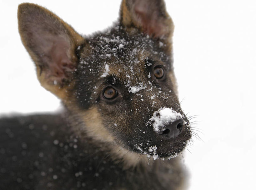 头,无人,横图,俯视,室内,特写,白天,白色背景,雪,大雪,狼,野生动物,积雪,雪景,冬季,冬天,注视,一只,动物,观察,看,寒冷,摄影,影棚,观看,察看,关注,凶猛,严寒,残暴,凶残,头部,灰狼,抬头,仰头,半身,彩图,高角度拍摄,影棚拍摄,拍摄,犬科动物