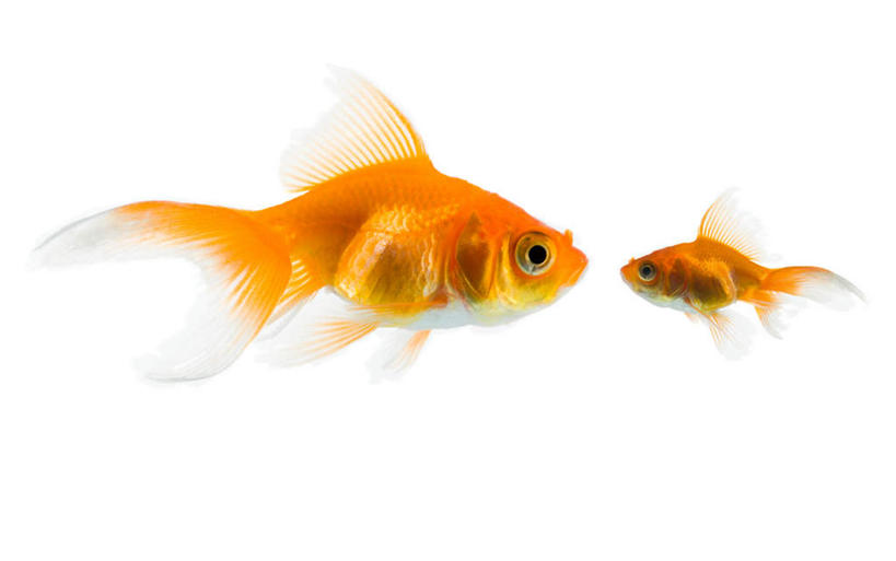 游泳,无人,横图,室内,白天,白色背景,侧面,两条,金鱼,鱼,鱼类,相视,面对面,橙色,摄影,影棚,对视,互视,相对,相看,观赏鱼,金鲫鱼,泅水,拍浮,彩图,全身,影棚拍摄,拍摄