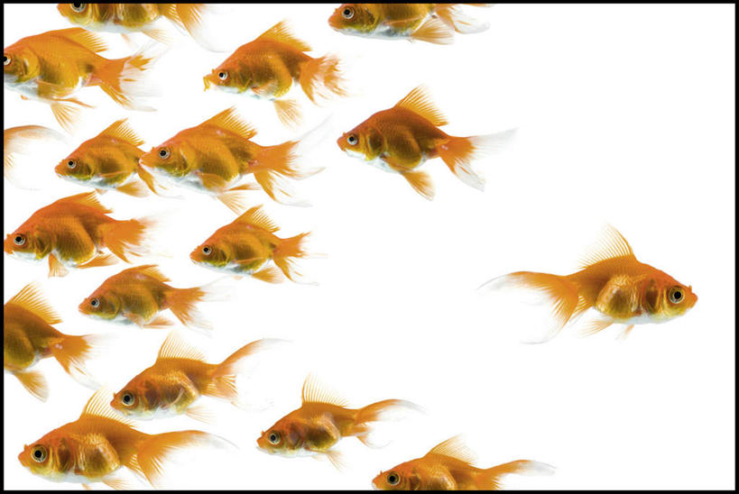 游泳,无人,横图,室内,白天,白色背景,侧面,一群,金鱼,鱼,注视,鱼类,观察,看,橙色,摄影,影棚,观看,察看,关注,观赏鱼,金鲫鱼,泅水,拍浮,半身,彩图,影棚拍摄,拍摄