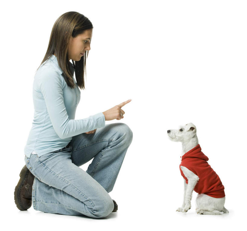 西方人,一个人,蹲,横图,室内,白天,白色背景,侧面,宠物,狗,鞋子,欧洲,欧洲人,仅一个年轻女性,仅一个女性,仅一个人,服装,裤子,梗犬,注视,牛仔裤,休闲装,一只,衣服,动物,观察,看,休闲,休闲服,可爱,摄影,服饰,影棚,观看,帆布鞋,休闲鞋,察看,西高地白梗,关注,忠诚,年轻女性,女人,女性,白种人,犬,蹲着,彩图,全身,影棚拍摄,拍摄,西部高地白梗