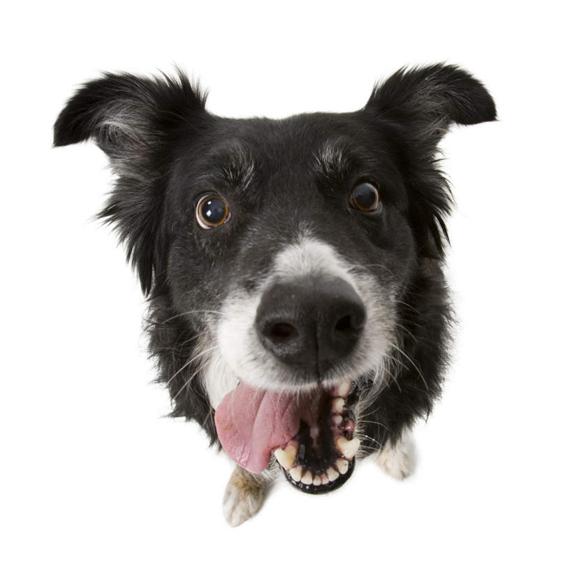 头,无人,站,方图,俯视,室内,特写,白天,宠物,狗,注视,吐舌头,一只,黑色,动物,观察,看,伸舌头,站着,张嘴,吐舌,可爱,牧羊犬,观看,察看,关注,张大嘴巴,边境牧羊犬,忠诚,边境柯利牧羊犬,博德牧羊犬,头部,张开嘴,犬,站立,彩图,高角度拍摄,全身