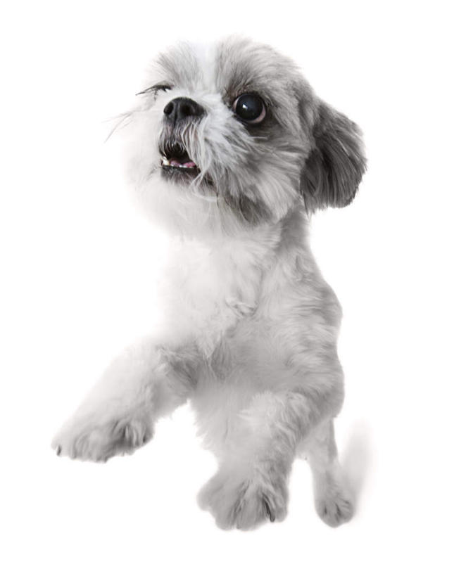 无人,站,竖图,室内,白天,白色背景,仰视,宠物,狗,注视,狮子狗,一只,白色,动物,观察,看,站着,可爱,摄影,影棚,观看,察看,关注,西施犬,忠诚,赛珠犬,狮子犬,西施狗,犬,站立,彩图,低角度拍摄,全身,影棚拍摄,拍摄