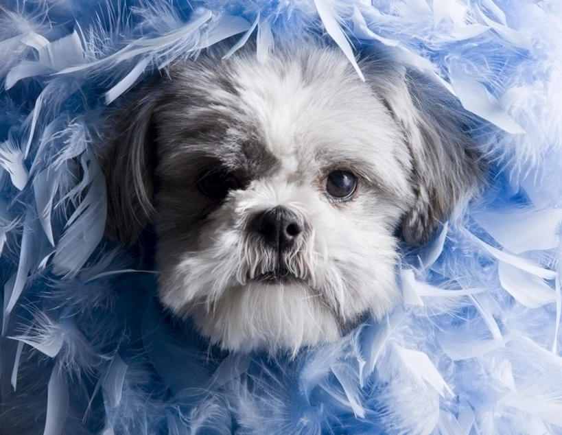 头,无人,横图,室内,特写,白天,正面,宠物,狗,羽毛,蓝色背景,轻盈,柔软,注视,狮子狗,一只,白色,动物,观察,看,可爱,摄影,影棚,观看,察看,关注,西施犬,忠诚,赛珠犬,轻柔,狮子犬,西施狗,头部,犬,半身,彩图,影棚拍摄,拍摄