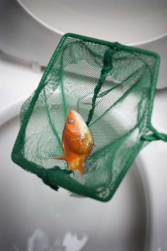 无人,竖图,俯视,室内,特写,白天,水,生活用品,一条,阴影,反射,金鱼,鱼,液体,影子,马桶,水滴,鱼类,黄色,绿色,白色,座便器,渔网,渔具,死亡,抓捕,捕捞,鱼网,卫浴,拉网,捕捞工具,子孙桶,观赏鱼,金鲫鱼,殒命,灭亡,彩图,高角度拍摄,全身