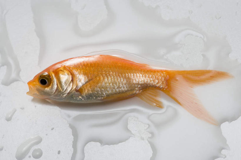 无人,躺,横图,俯视,室内,特写,白天,水,一条,灰色背景,金鱼,鱼,液体,水滴,鱼类,橙色,摄影,影棚,观赏鱼,金鲫鱼,卧着,躺着,卧,彩图,高角度拍摄,全身,影棚拍摄,拍摄