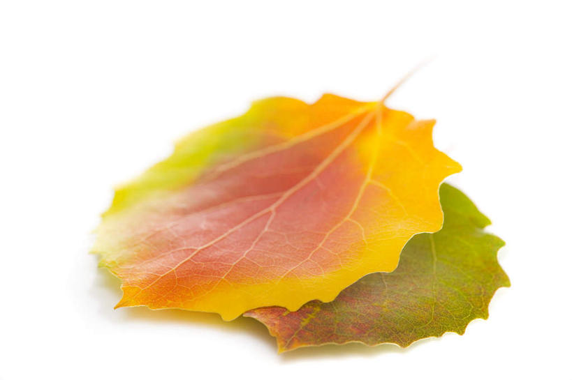 无人,横图,俯视,室内,特写,白天,白色背景,叶子,两片,枯叶,落叶,黄色,摄影,影棚,叶,叶片,彩图,高角度拍摄,影棚拍摄,拍摄