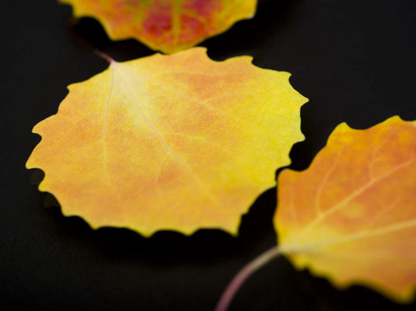 无人,横图,俯视,室内,特写,白天,叶子,黑色背景,枯叶,落叶,三片,黄色,摄影,影棚,叶,叶片,彩图,高角度拍摄,影棚拍摄,拍摄