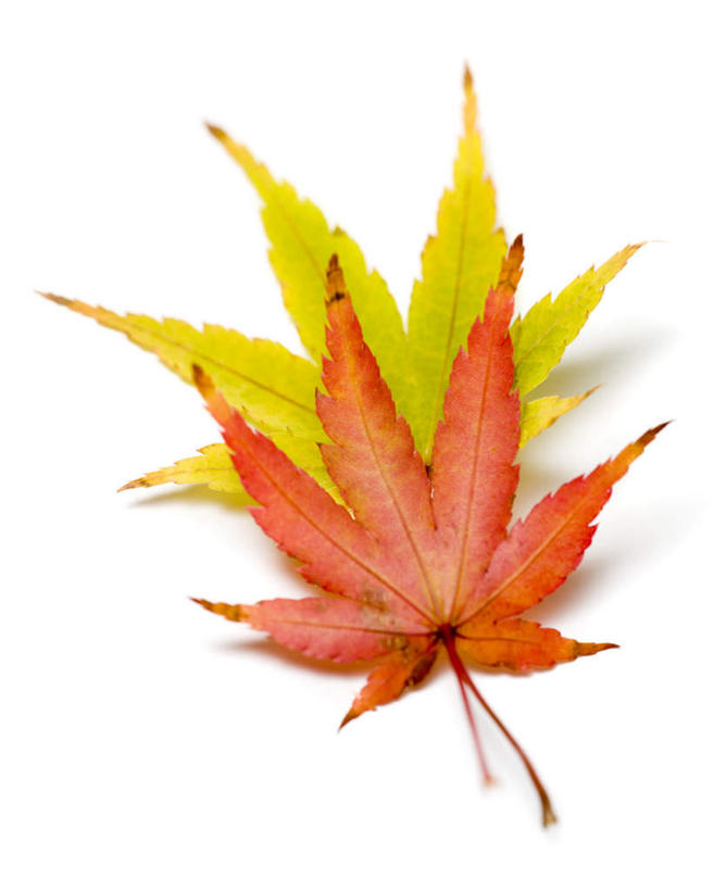 无人,竖图,俯视,室内,特写,白天,白色背景,静物,叶子,两片,阴影,反射,影子,枫叶,枯叶,落叶,黄色,红色,摄影,影棚,枫树叶,叶,叶片,彩图,高角度拍摄,影棚拍摄,拍摄