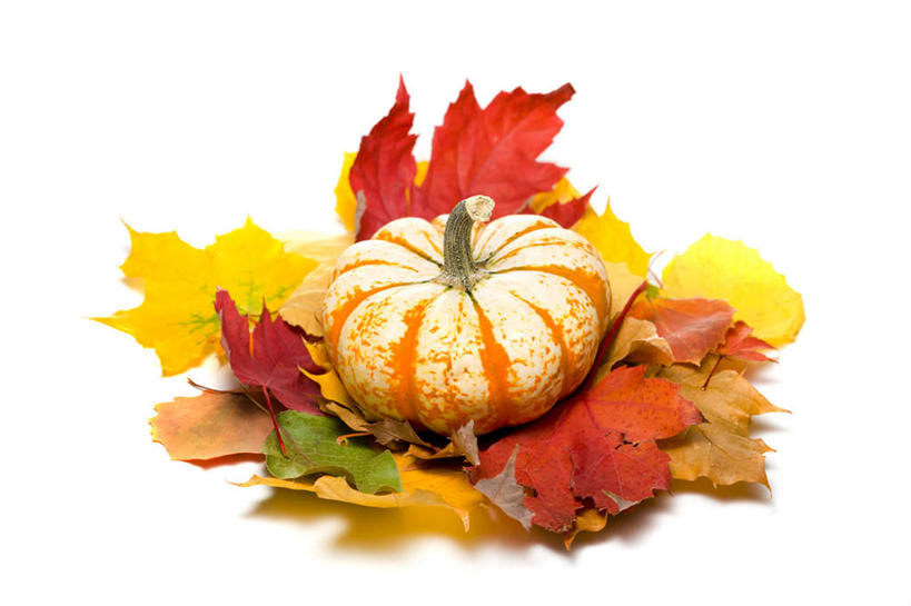 无人,横图,俯视,室内,特写,白天,白色背景,南瓜,蔬菜,叶子,许多,阴影,堆积,新鲜,反射,影子,金瓜,食品,枫叶,枯叶,落叶,很多,番瓜,食物,一个,黄色,红色,橙色,摄影,有机食品,绿色食品,影棚,单个,枫树叶,麦瓜,倭瓜,聚集,积累,聚积,沉积,堆集,叶,叶片,彩图,高角度拍摄,影棚拍摄,拍摄