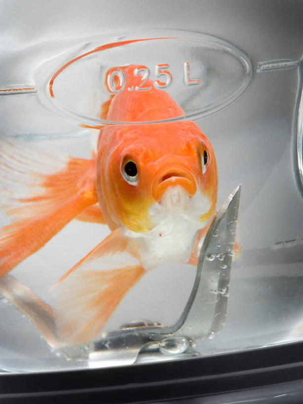 游泳,头,无人,竖图,俯视,室内,特写,白天,白色背景,水,金属制品,一条,金属,金鱼,鱼,液体,水滴,注视,鱼类,一个,观察,看,橙色,摄影,影棚,单个,观看,察看,关注,搅拌机,观赏鱼,金鲫鱼,泅水,拍浮,刀刃,头部,彩图,高角度拍摄,全身,影棚拍摄,拍摄