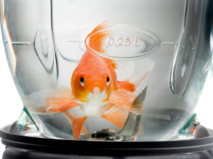 游泳,无人,横图,室内,白天,白色背景,正面,水,金属制品,一条,金属,金鱼,鱼,液体,水滴,注视,鱼类,一个,观察,看,橙色,摄影,影棚,单个,观看,察看,关注,搅拌机,观赏鱼,金鲫鱼,泅水,拍浮,刀刃,彩图,全身,影棚拍摄,拍摄