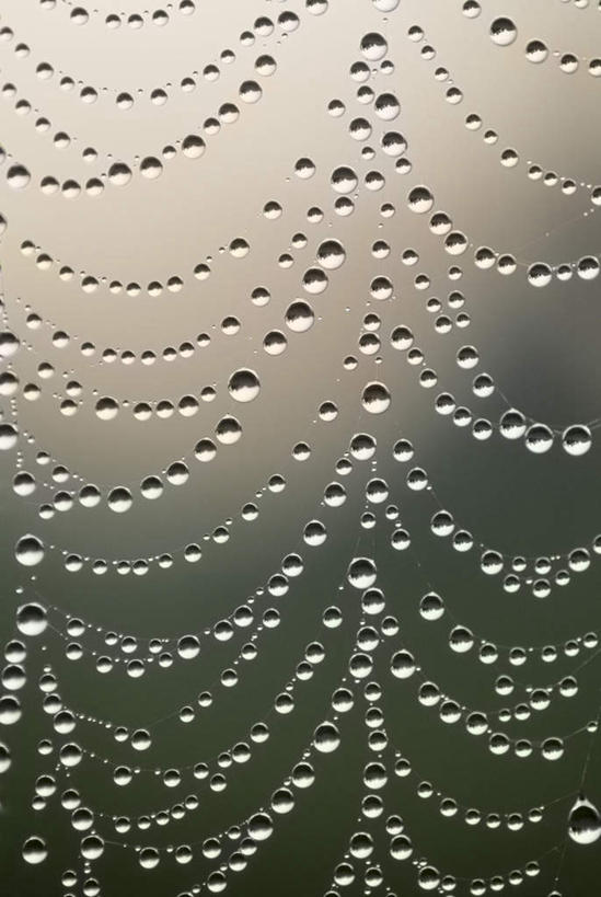 无人,竖图,室外,特写,白天,正面,美景,水,露水,阴影,朦胧,模糊,透明,光线,蜘蛛网,网,液体,影子,景观,水滴,水珠,阳光,自然,露珠,景色,生机,蜘蛛丝,剔透,自然风光,灵动,蛛网,通明,捕杀,猎取,蛛丝,彩图,晶莹