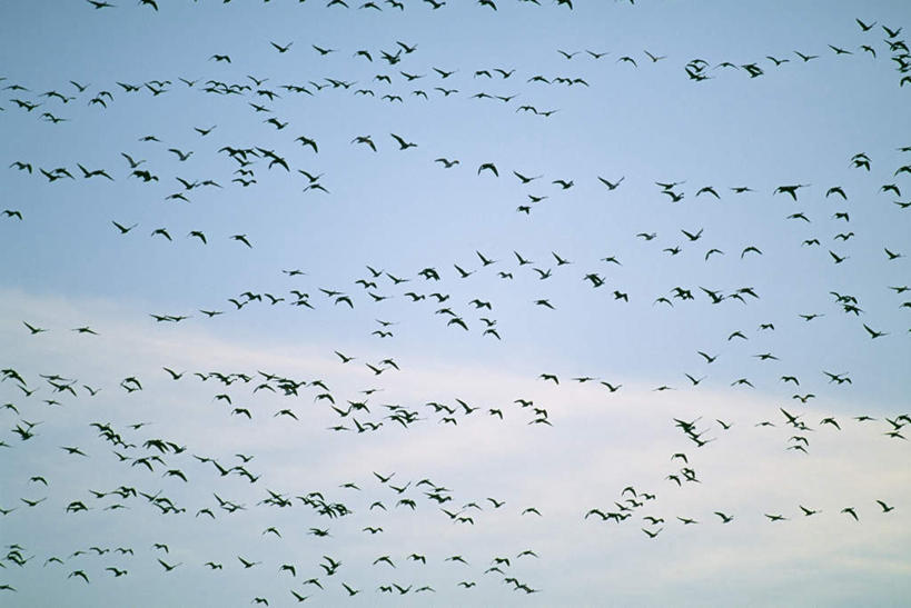 无人,横图,室外,白天,仰视,鸟,许多,飞翔,伸展,张开,展翅,阴影,飞行,光线,翅膀,鸟类,影子,云,云朵,很多,翱翔,云彩,飞舞,蓝色,白云,蓝天,天空,阳光,天,晴朗,张开翅膀,遨游,漫游,展开翅膀,晴空,半身,彩图,低角度拍摄