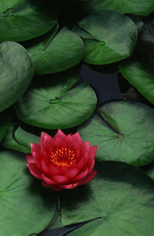 无人,竖图,俯视,室外,特写,白天,美景,睡莲,叶子,盛开,池塘,景观,水池,荷叶,花蕾,花,花瓣,花朵,鲜花,一朵,红色,自然,花苞,花蕊,景色,自然风光,纯真,妖艳,莲叶,水芹花,抒情,洁净,水洋花,子午莲,叶,叶片,彩图,高角度拍摄