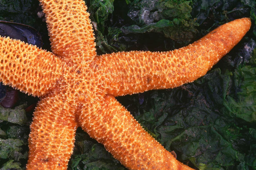 无人,横图,俯视,室外,特写,白天,美景,海星,景观,海洋生物,黄色,自然,动物,海藻,生物,景色,海草,自然风光,棘皮动物门,星鱼,半身,彩图,高角度拍摄