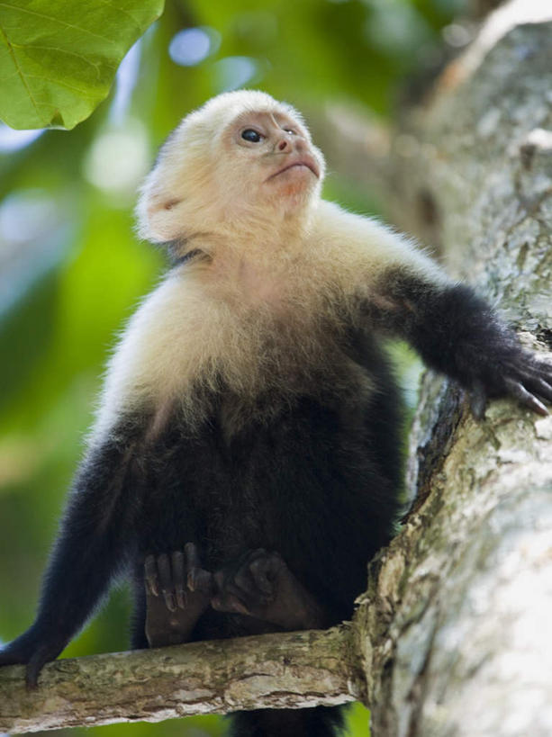 无人,坐,竖图,室外,特写,白天,正面,旅游,度假,美景,植物,棕榈树,哺乳动物,野生动物,猴子,叶子,哥斯达黎加,朦胧,模糊,景观,绿叶,注视,娱乐,树,树木,一只,绿色,自然,动物,观察,看,享受,休闲,嫩叶,景色,放松,生长,成长,观看,察看,北美,北美洲,关注,自然风光,美洲,棕榈叶,北亚美利加洲,亚美利加洲,哥斯达黎加共和国,卷尾猴,白喉卷尾猴,白头卷尾猴,白面卷尾猴,叶,叶片,抬头,仰头,坐着,彩图,全身