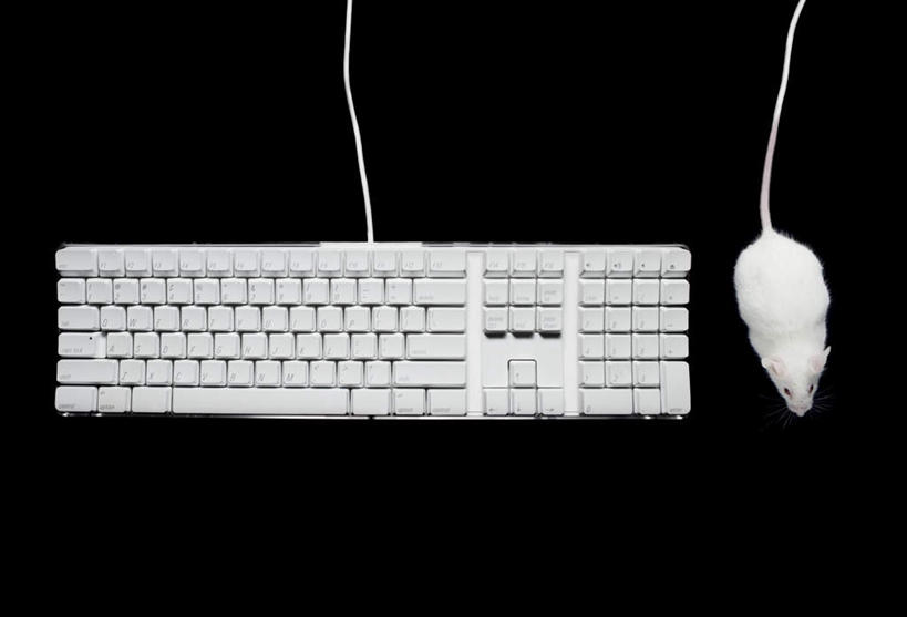 无人,横图,俯视,室内,特写,白天,鼠标,键盘,野生动物,老鼠,黑色背景,细菌,输入设备,通讯设备,白色,动物,摄影,影棚,通信设备,病菌,传染,四害,鼷鼠,小家鼠,小白鼠,耗子,彩图,高角度拍摄,全身,影棚拍摄,拍摄