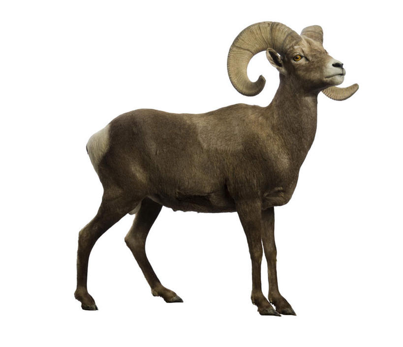 无人,站,横图,室内,特写,白天,白色背景,侧面,野生动物,羊,阴影,反射,标本,影子,扭头,注视,一只,动物,观察,看,站着,转头,可爱,摄影,活泼,影棚,观看,死亡,察看,关注,大角羊,殒命,灭亡,盘角羊,盘羊,站立,彩图,全身,影棚拍摄,拍摄